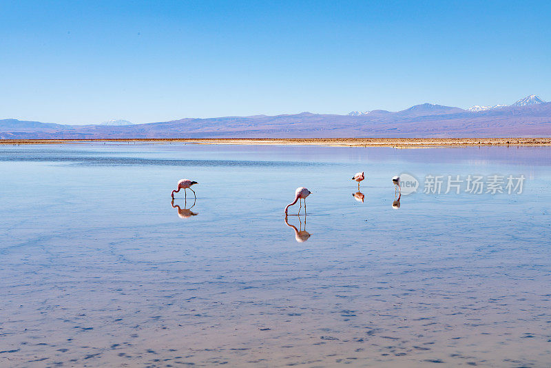 Laguna Chaxa 公园的野生火烈鸟 - 智利安托法加斯塔地区圣佩德罗德阿塔卡马